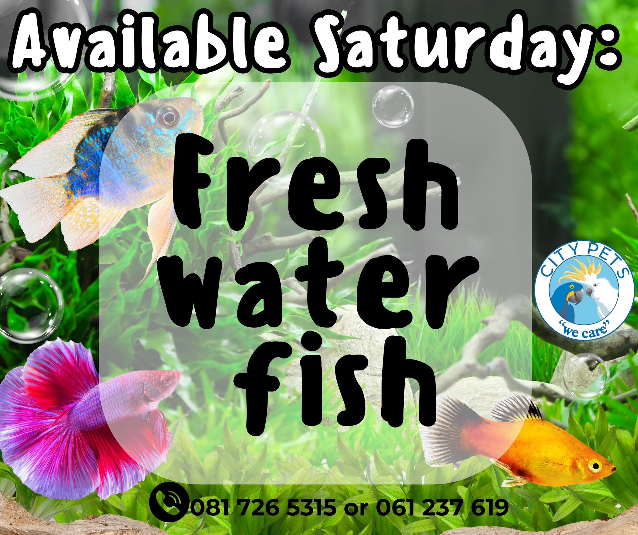 City - 🐠 🐟Fins up!🥳 New fish available this coming Saturday 🐠 🐟 Create ...
