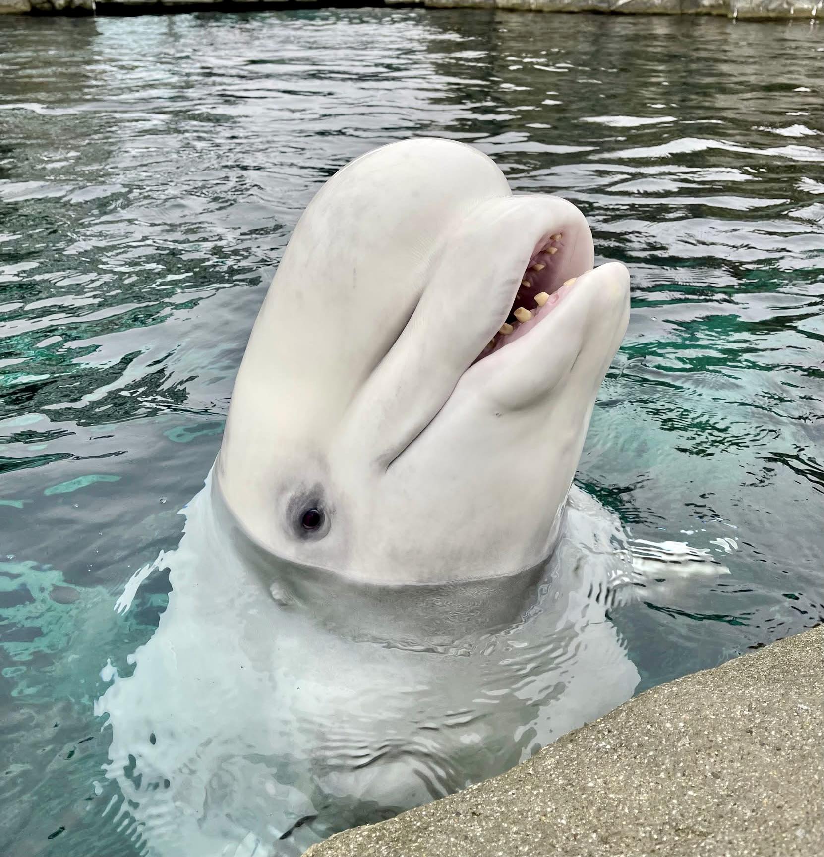 Mystic Aquarium