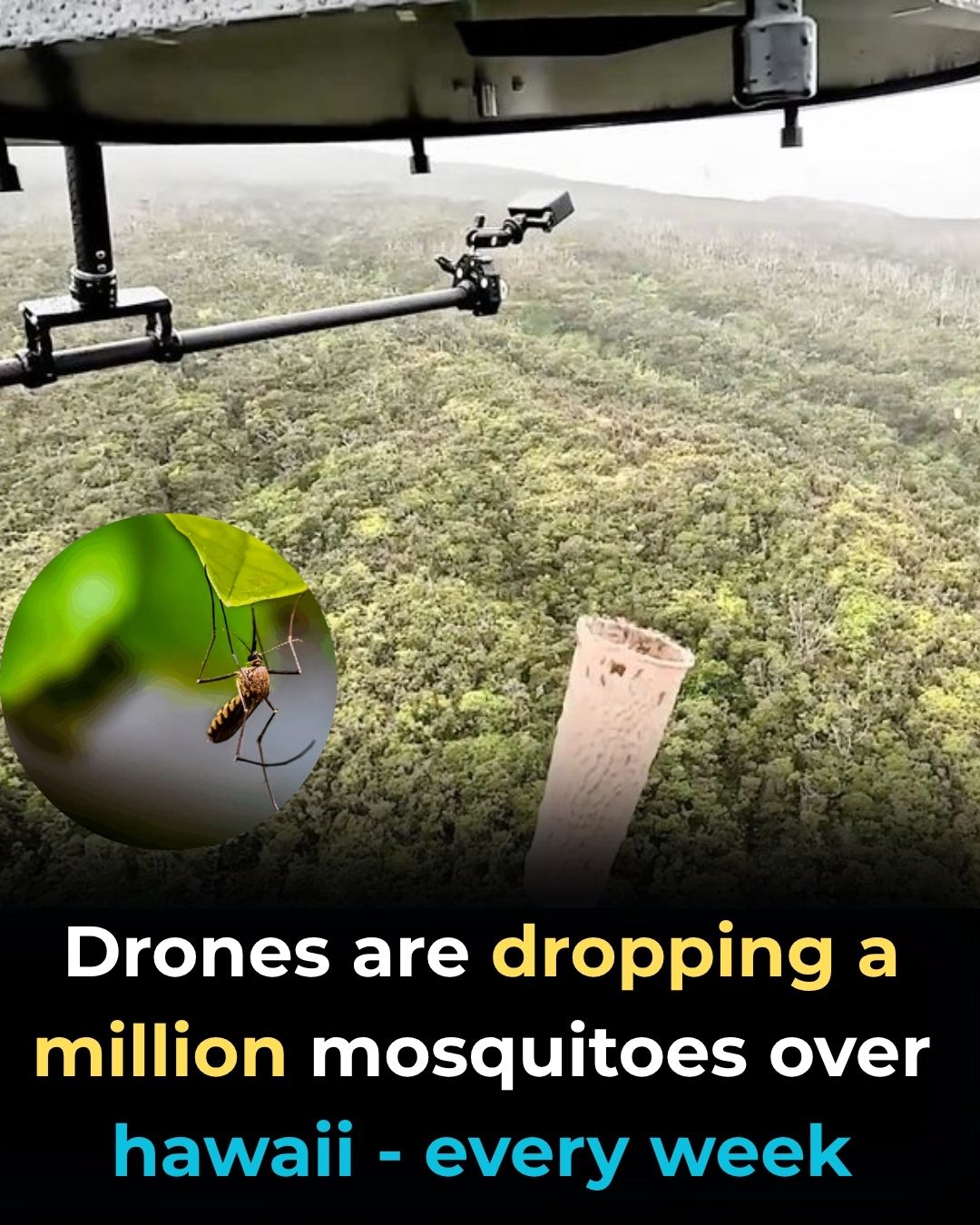 Feedy - A bizarre war is happening in Hawaii — and it involves drones ...