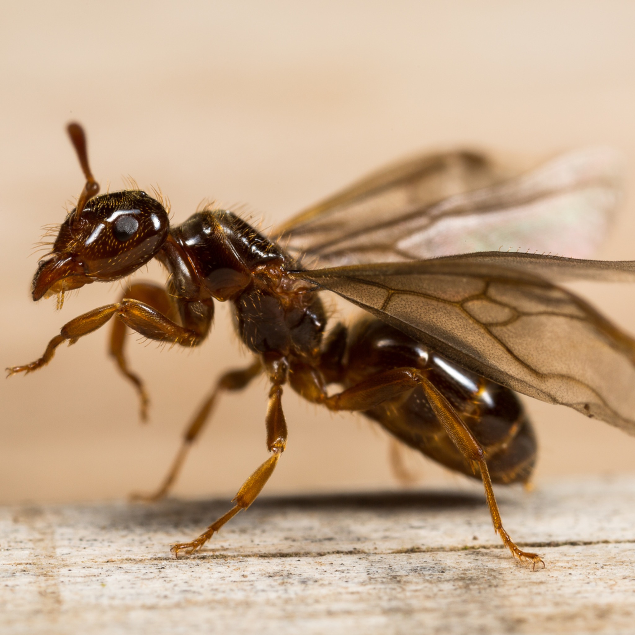 Trapper Tim’s nuisance wildlife removal LLC | Morgantown IN