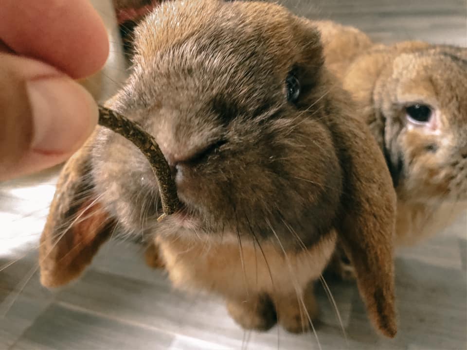 BomBe Rabbit กระต่าย holland lop | Phuket