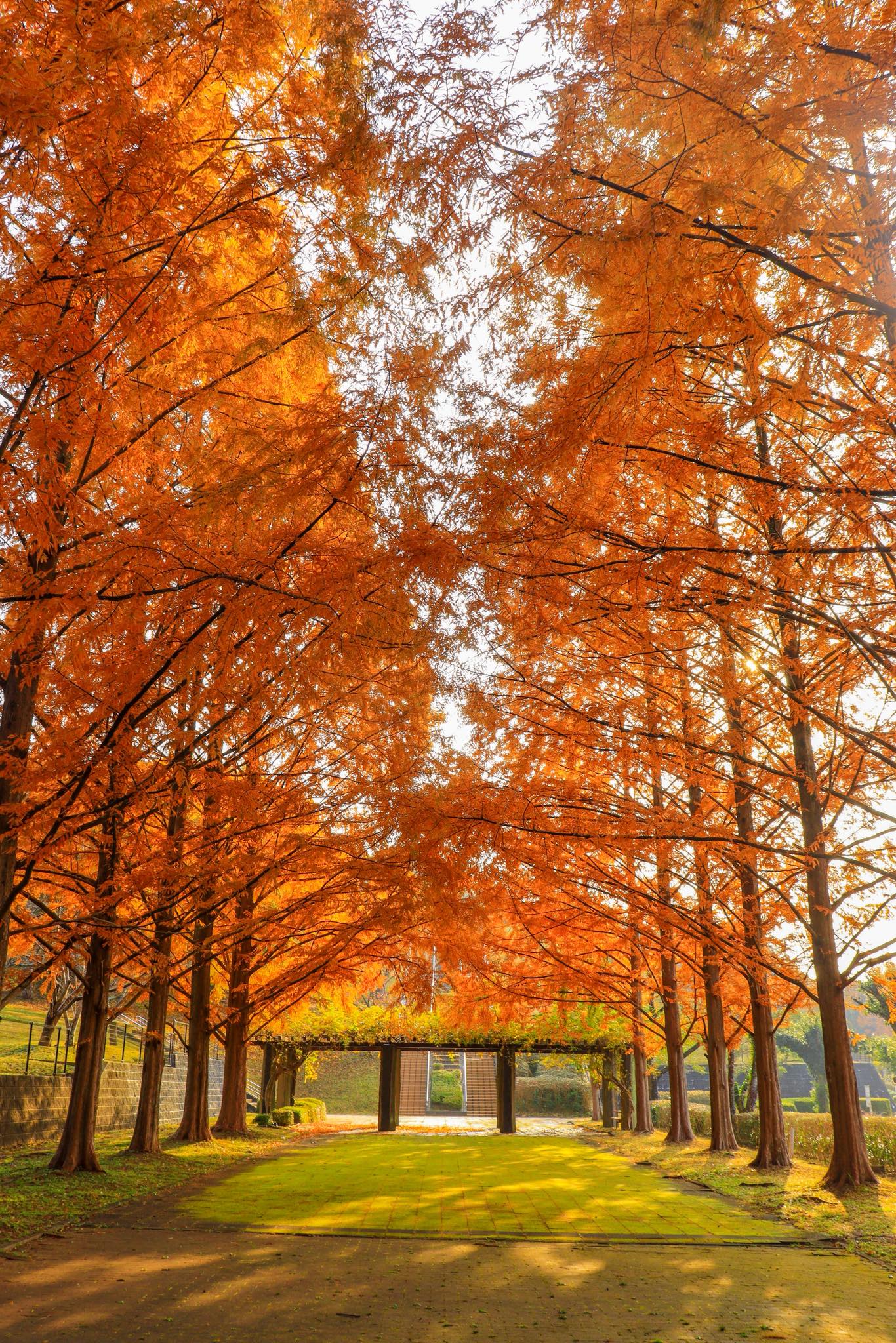 絶景九州 - これもまた、光の道。永尾剱神社(えいのおつるぎじんじゃ)では、毎年12月に鳥居の真ん中に夕陽が沈む現象が見られます。この神社の神 ...