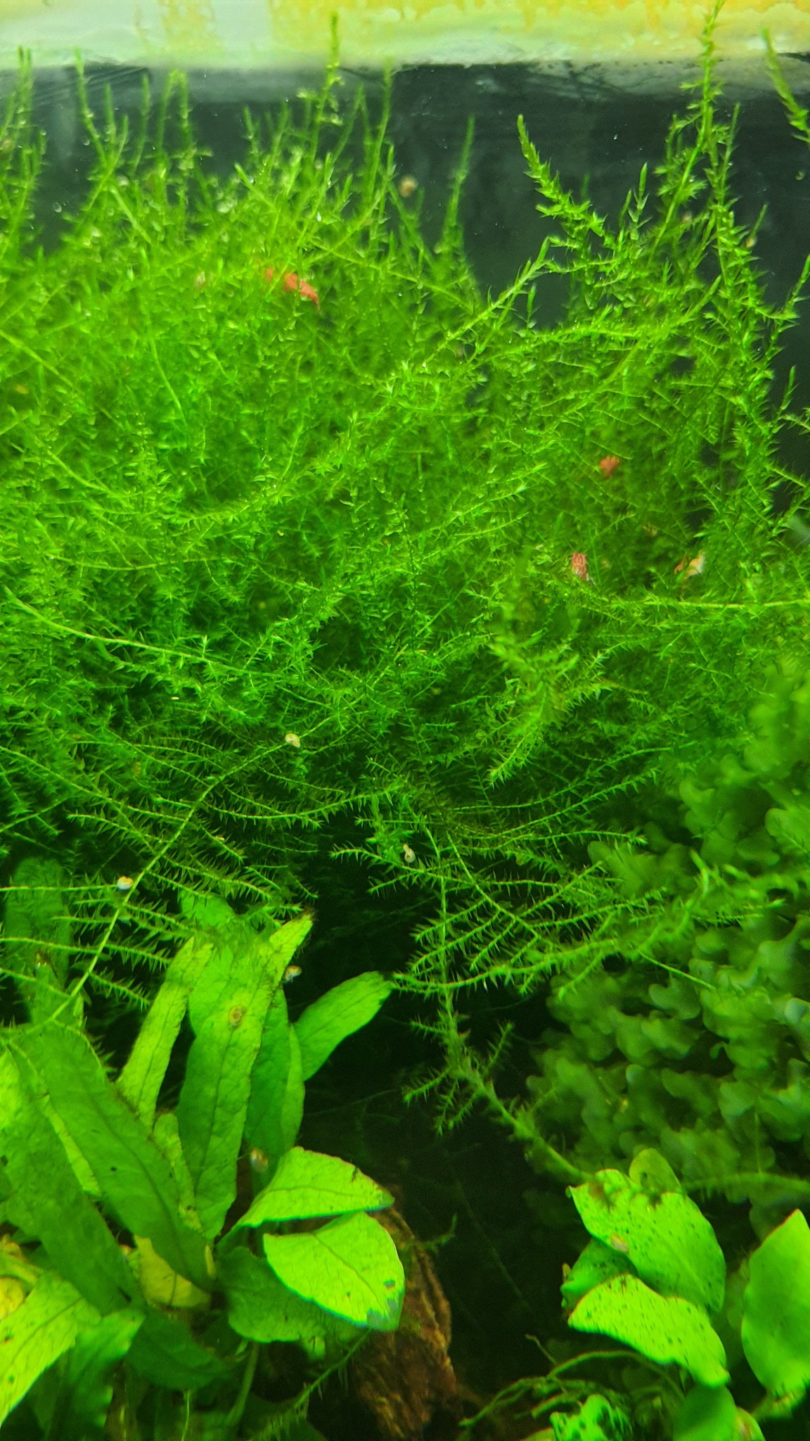 Shrimp Hatchery - Java Moss or Christmas Moss?🤔 Plants... | Facebook
