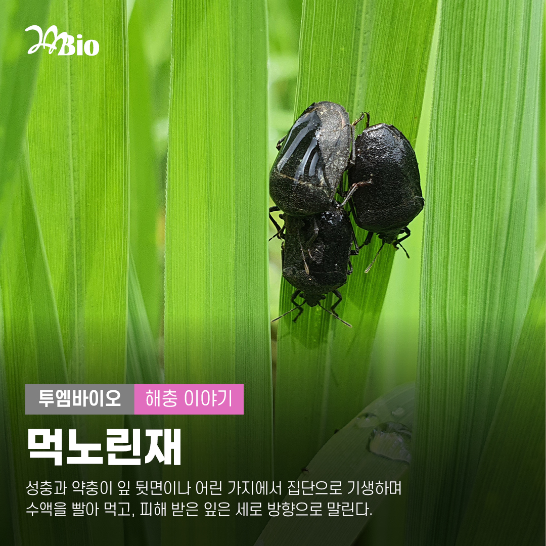 농업회사법인투엠바이오 - 🐛알아두면 득이 되는 해충 이야기: 먹노린재 해충 정보 🌱 생김새: 성충의...