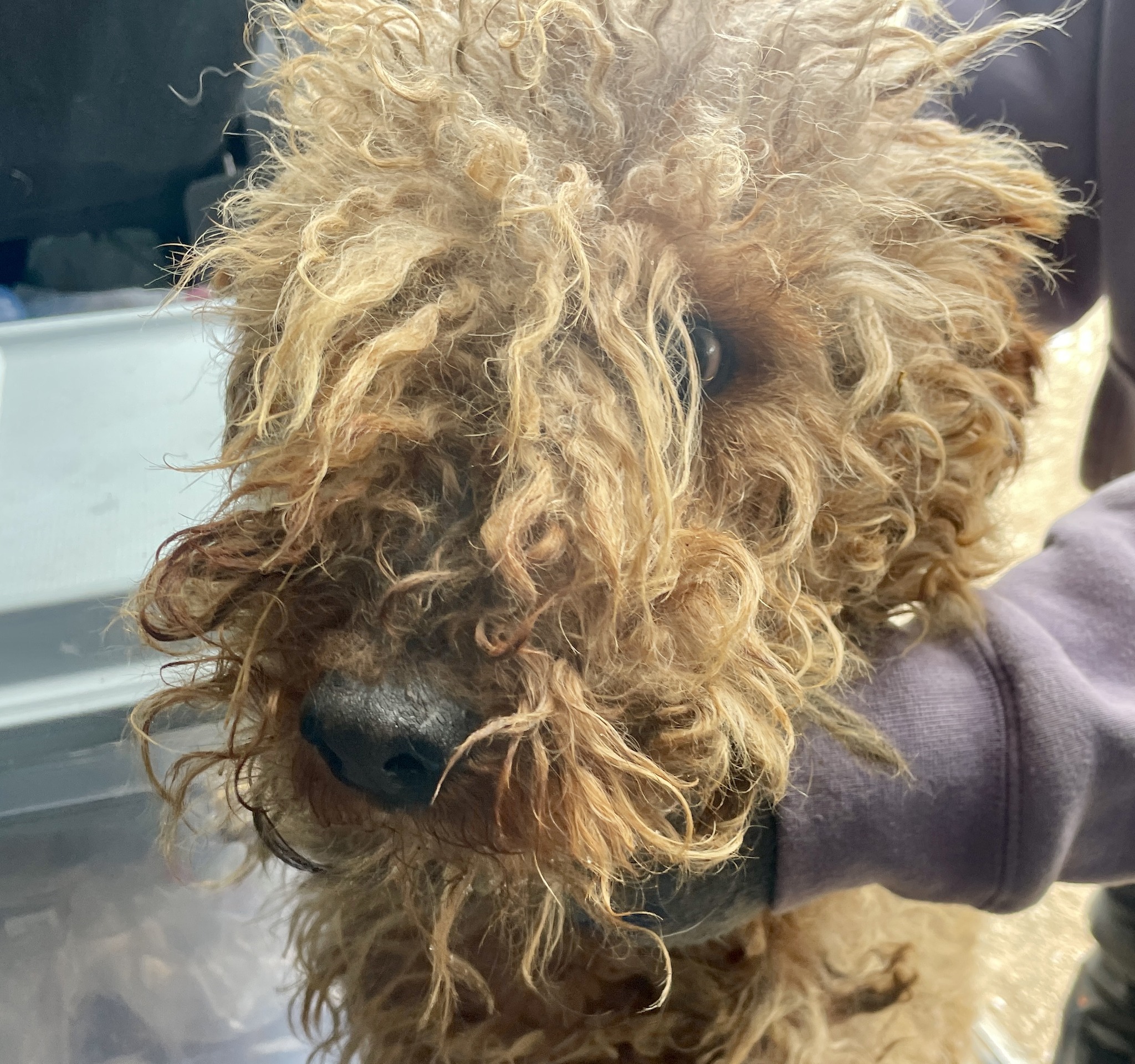 🚐 Exciting news from the road!... - National Mill Dog Rescue