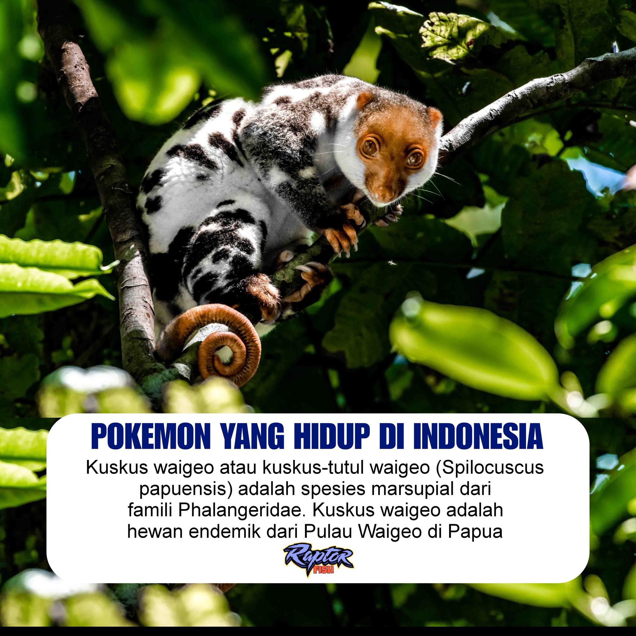 RaptorFish - Kuskus waigeo atau kuskus-tutul waigeo... | Facebook