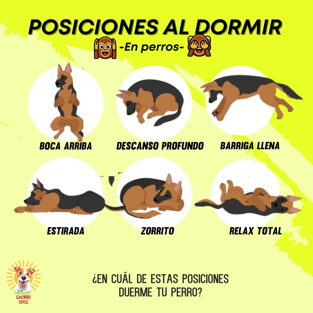 Sacred Dogs - 🙈¿Cuál es la posición más común de tu perro... | Facebook