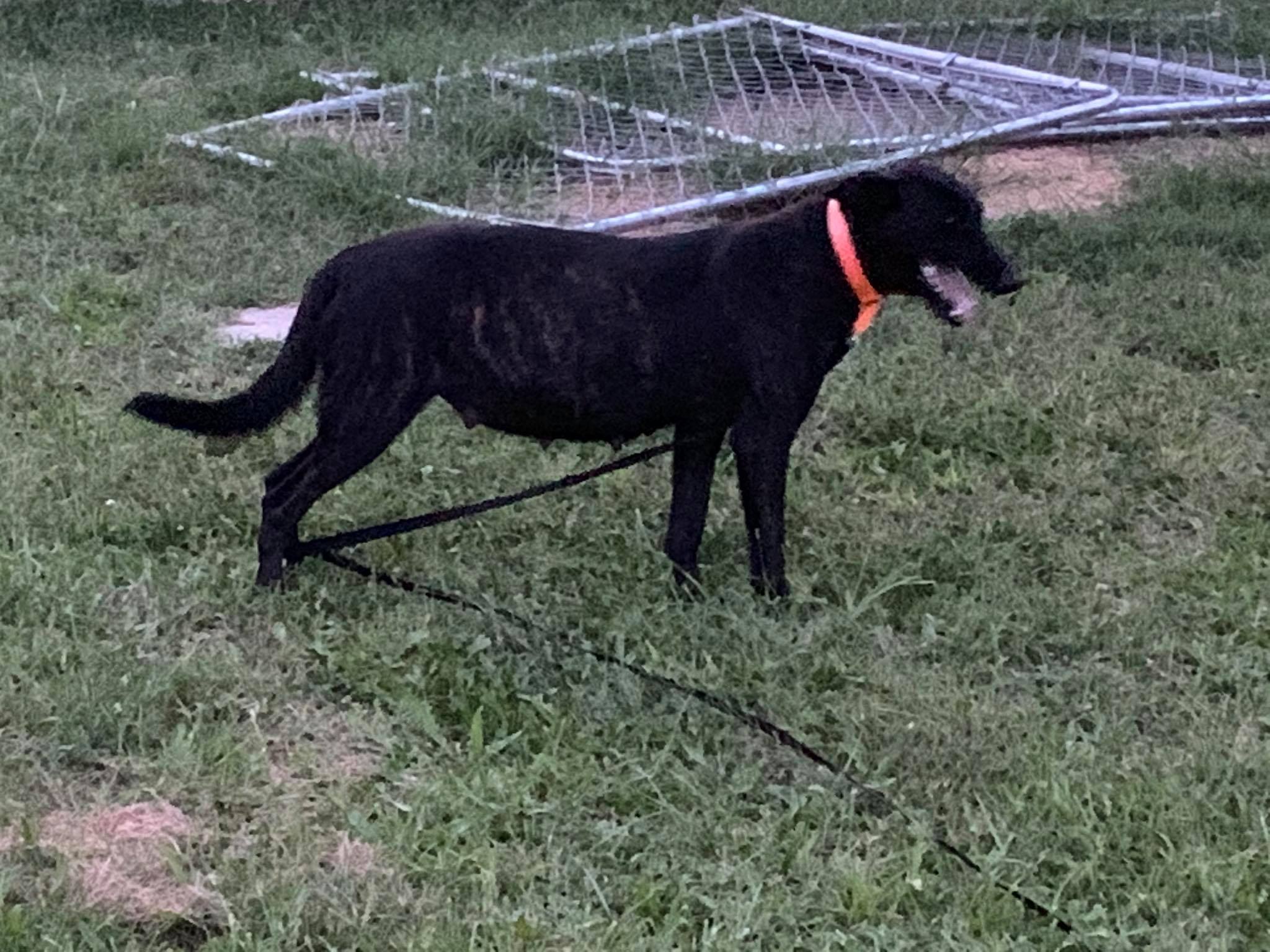 Van Cunning K9 Llc Lees Summit Missouri Facebook