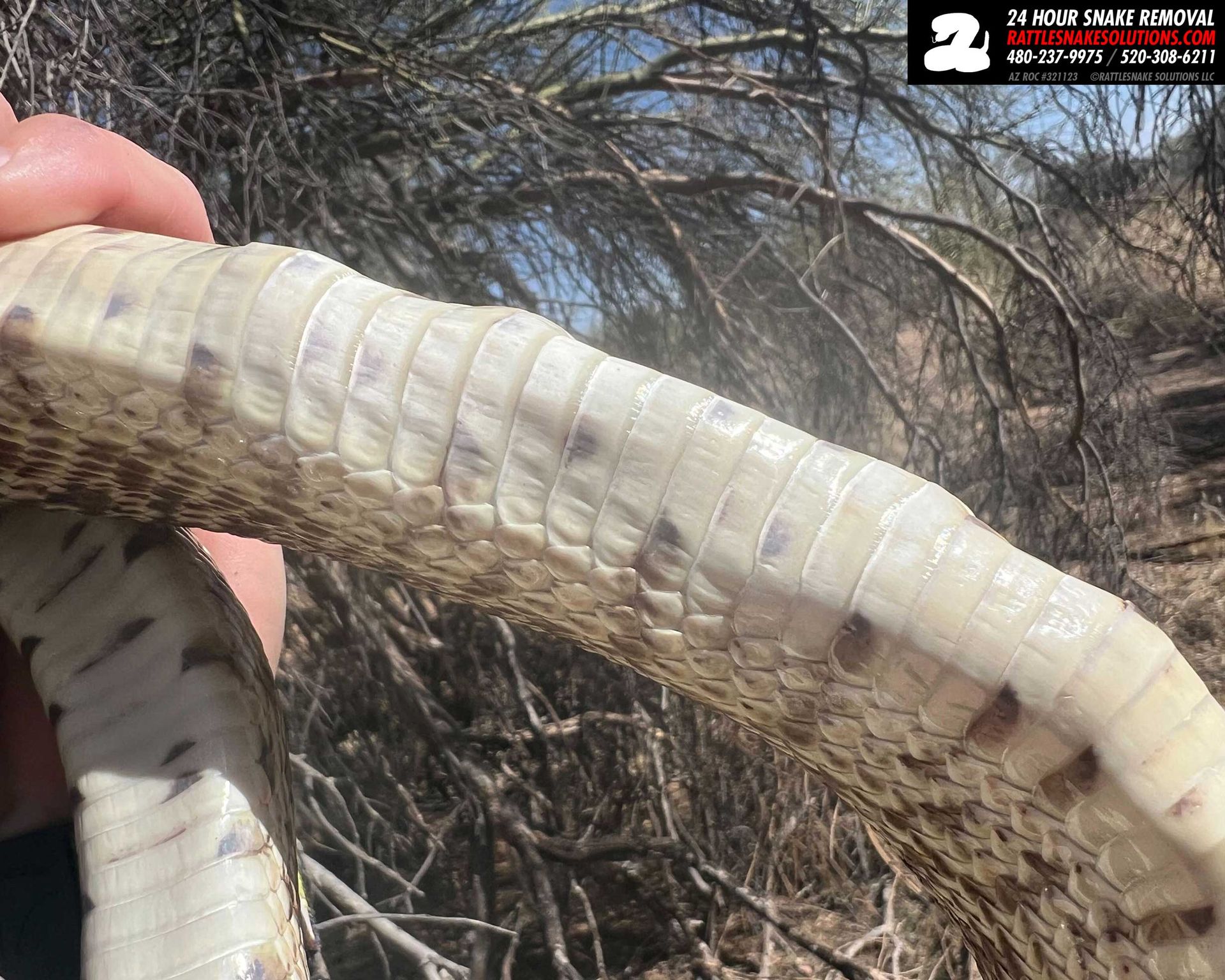 Rattlesnake - A worker at a home said they saw a large rattlesnake ...