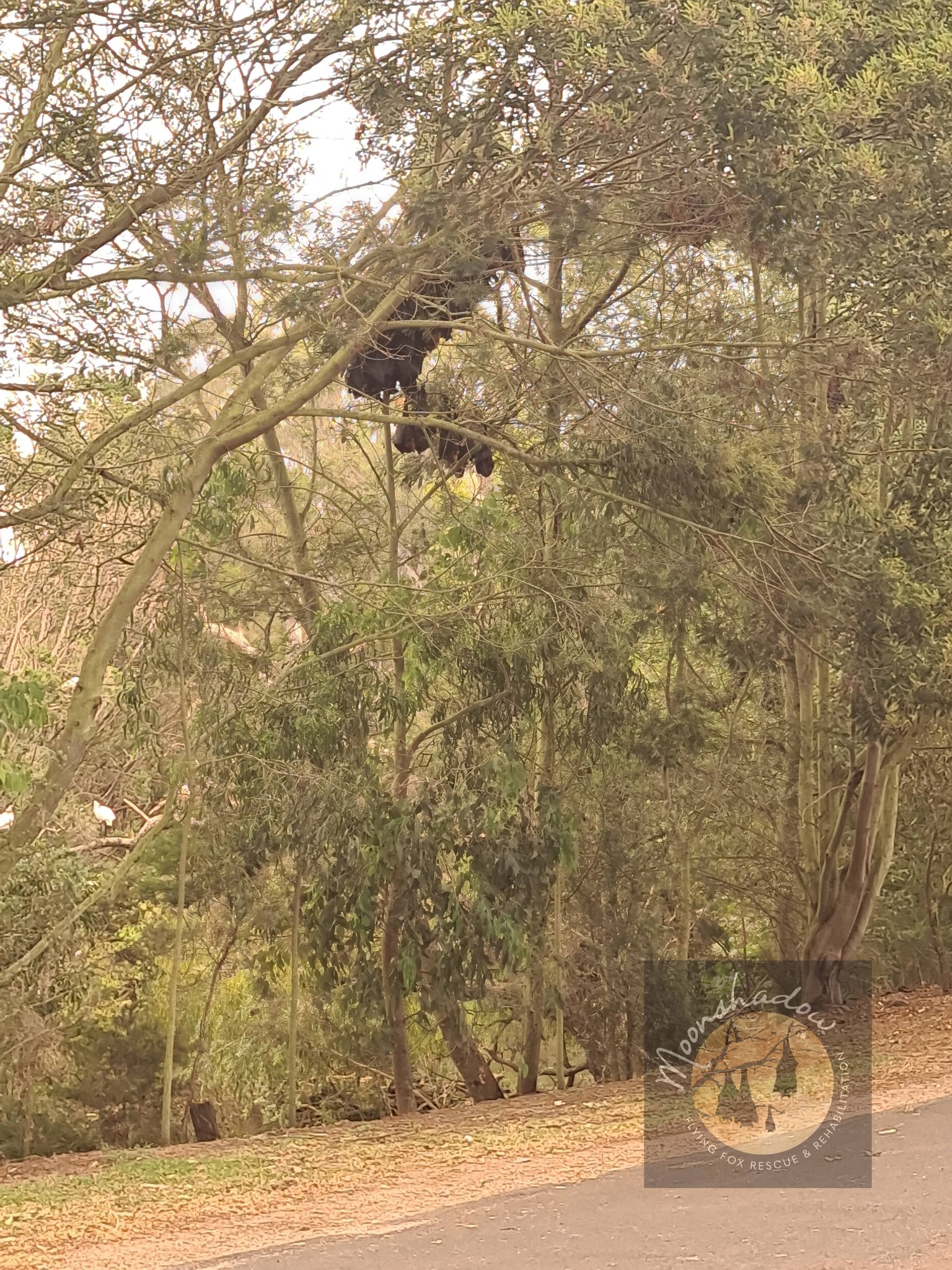 Moonshadow Flying Fox Rescue & Rehabilitation Centre