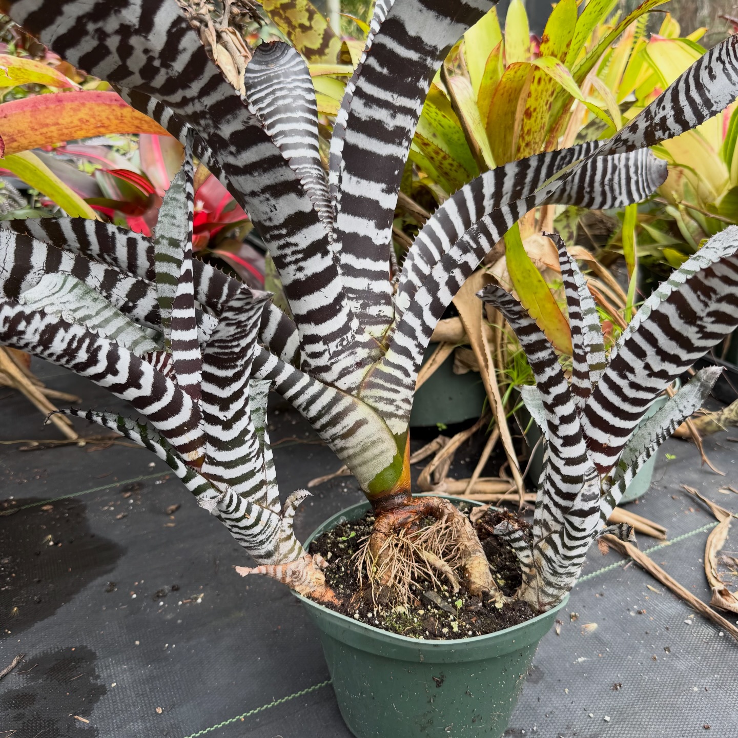 ブロメリア・エアープランツ Aechmea Black Ice Rare Aechmea 'Black