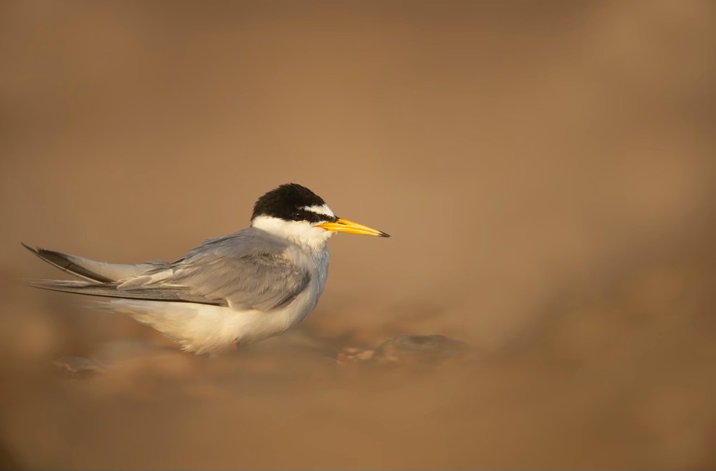 RSPB Cambridge Local Group | Cambridge