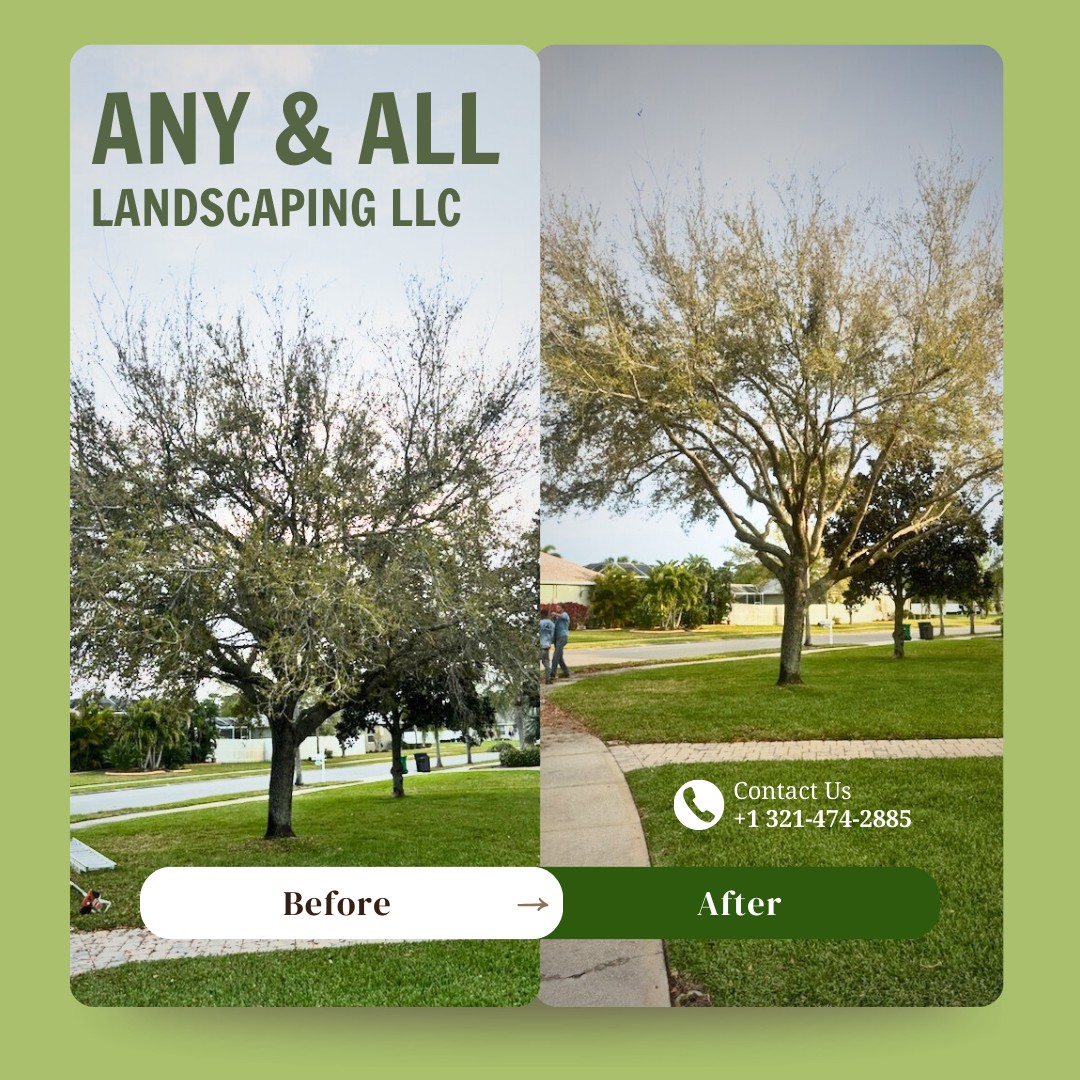 Any - 🌳 Transformation Alert! 🌳 Check out this stunning before and ...