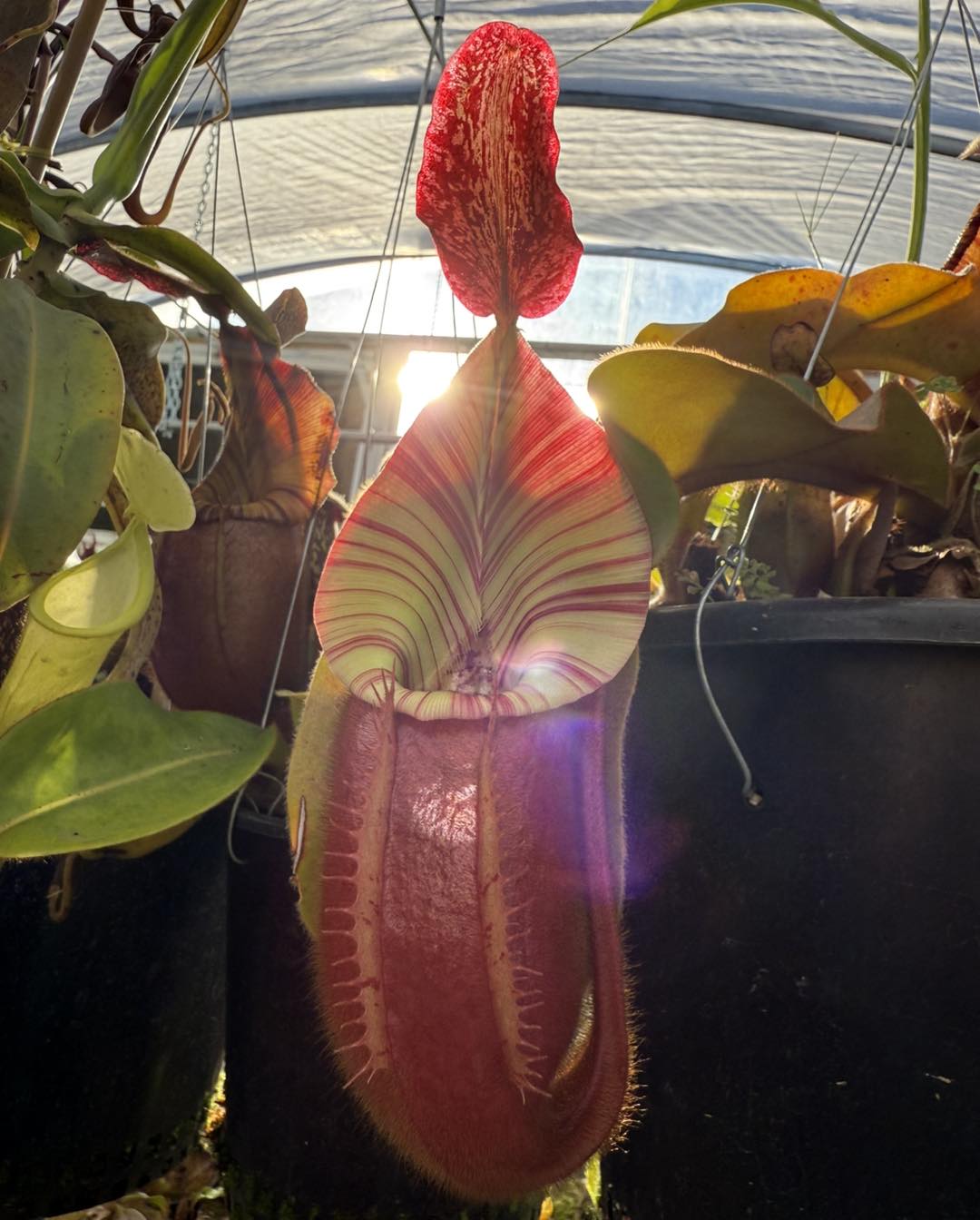 While we love alllll the stripey veitchii, there's something