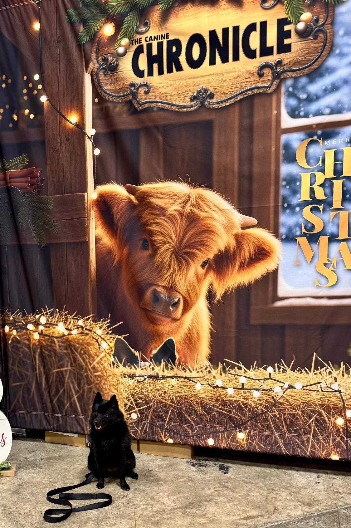 Mini Moo Ranch