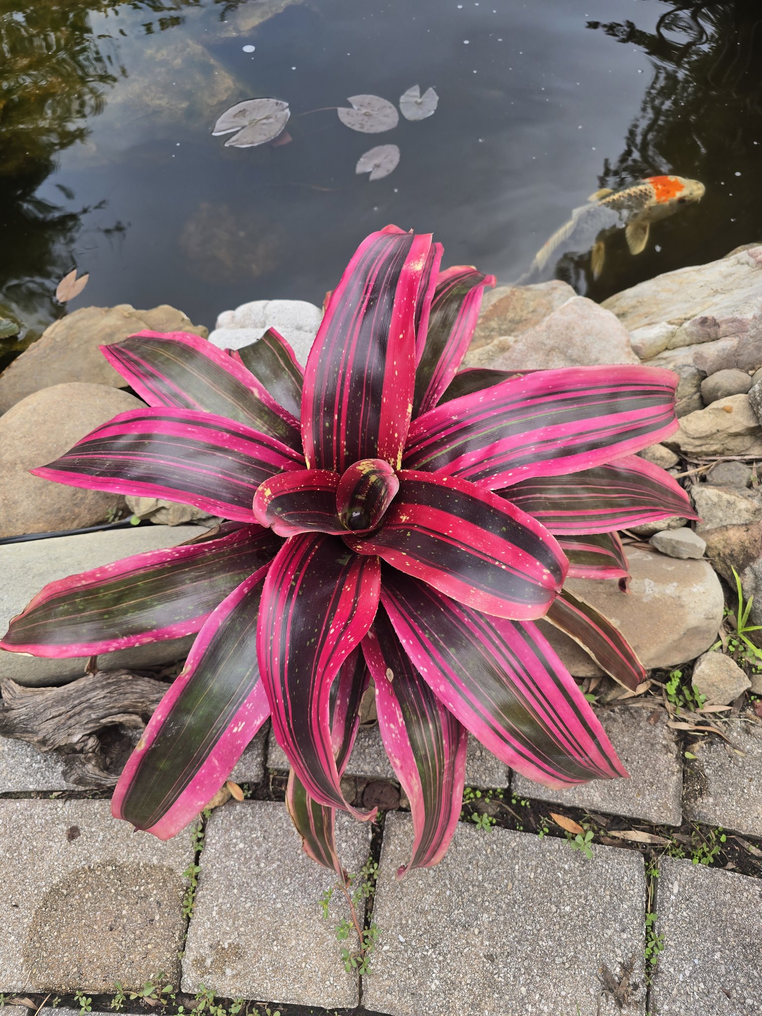 Neoregelia 'Hyena' bromeliad for sale