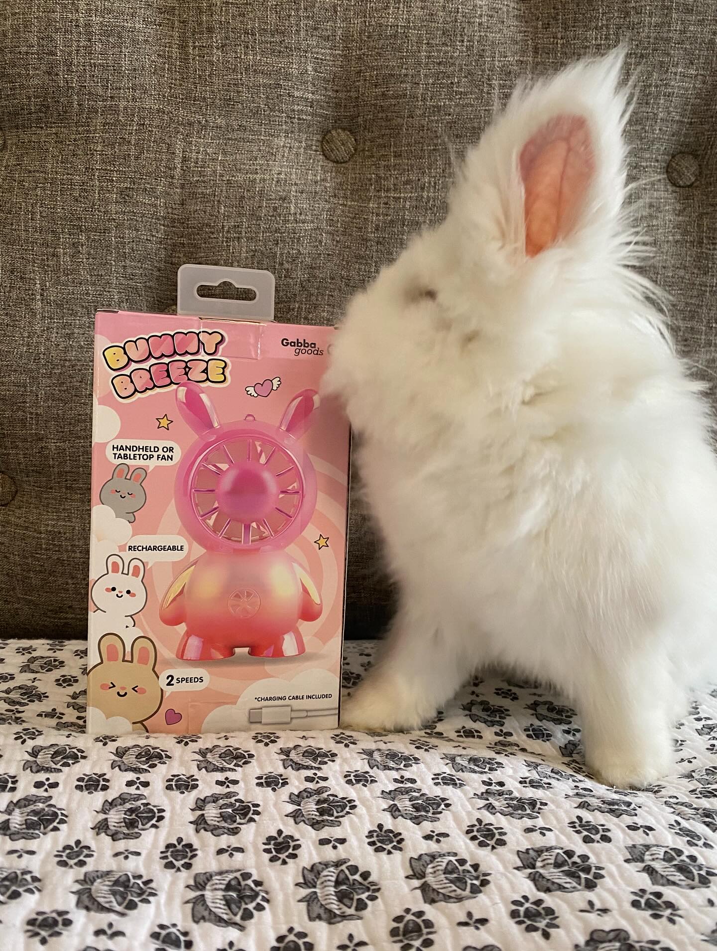 The cutest bunny fan! 🤗🐰One... - Buckeye House Rabbit Society | Facebook