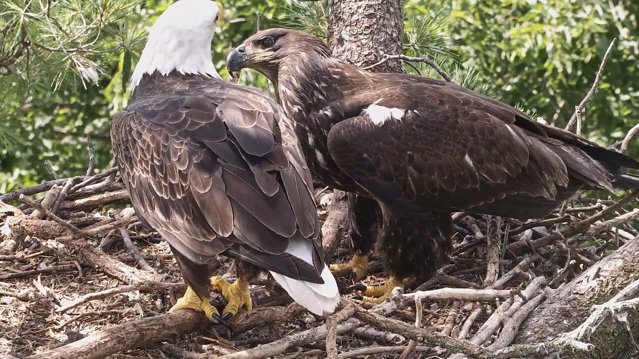 Raptor - July 18, 2025: These tender moments are very sweet. Young can ...