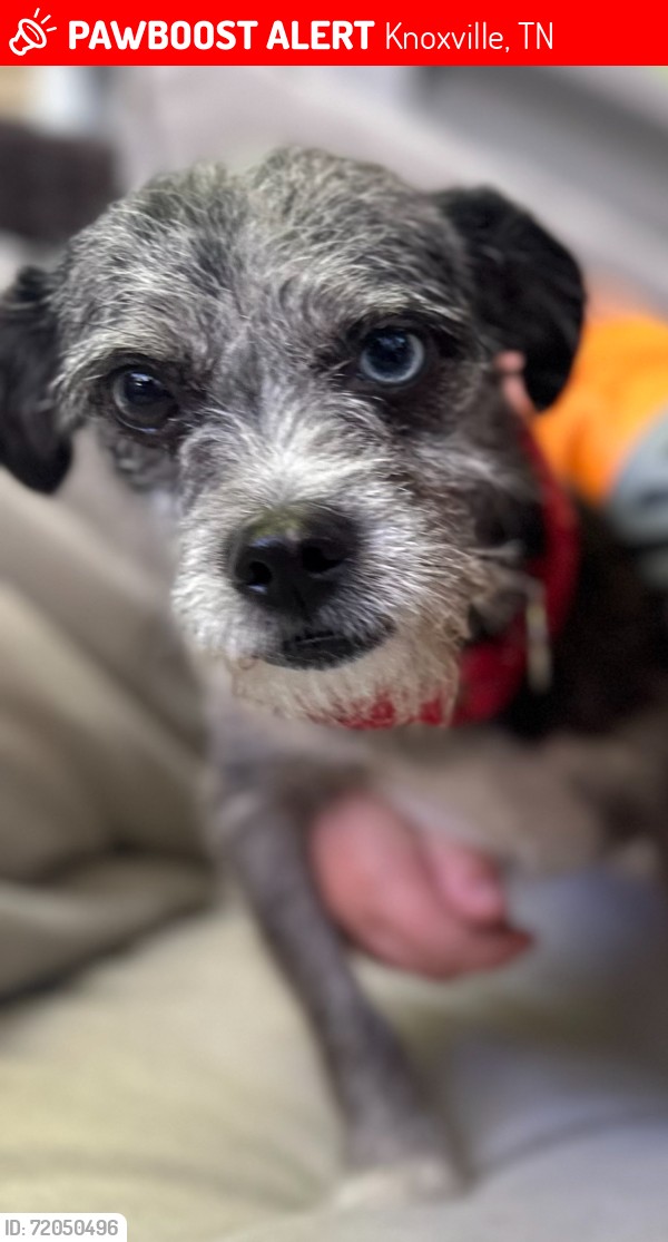 Craigslist Pets Knoxville Tn
