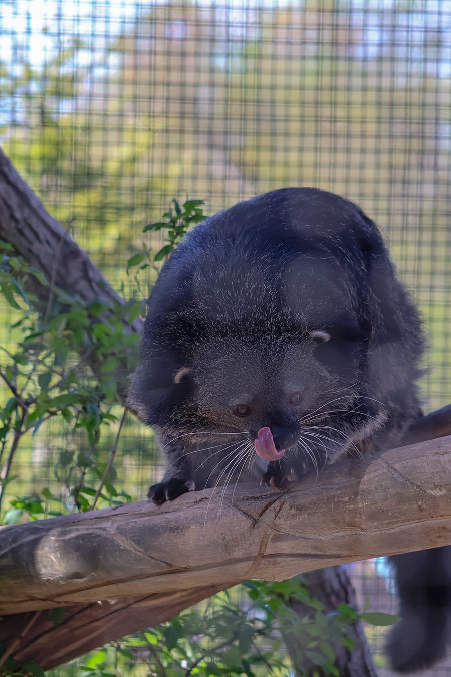Fort Wayne Zoo - Has it binturong since you've been to the... | Facebook