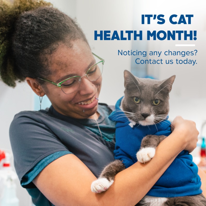 Greywolf - February is Cat Health Month! Did you know that cats are ...