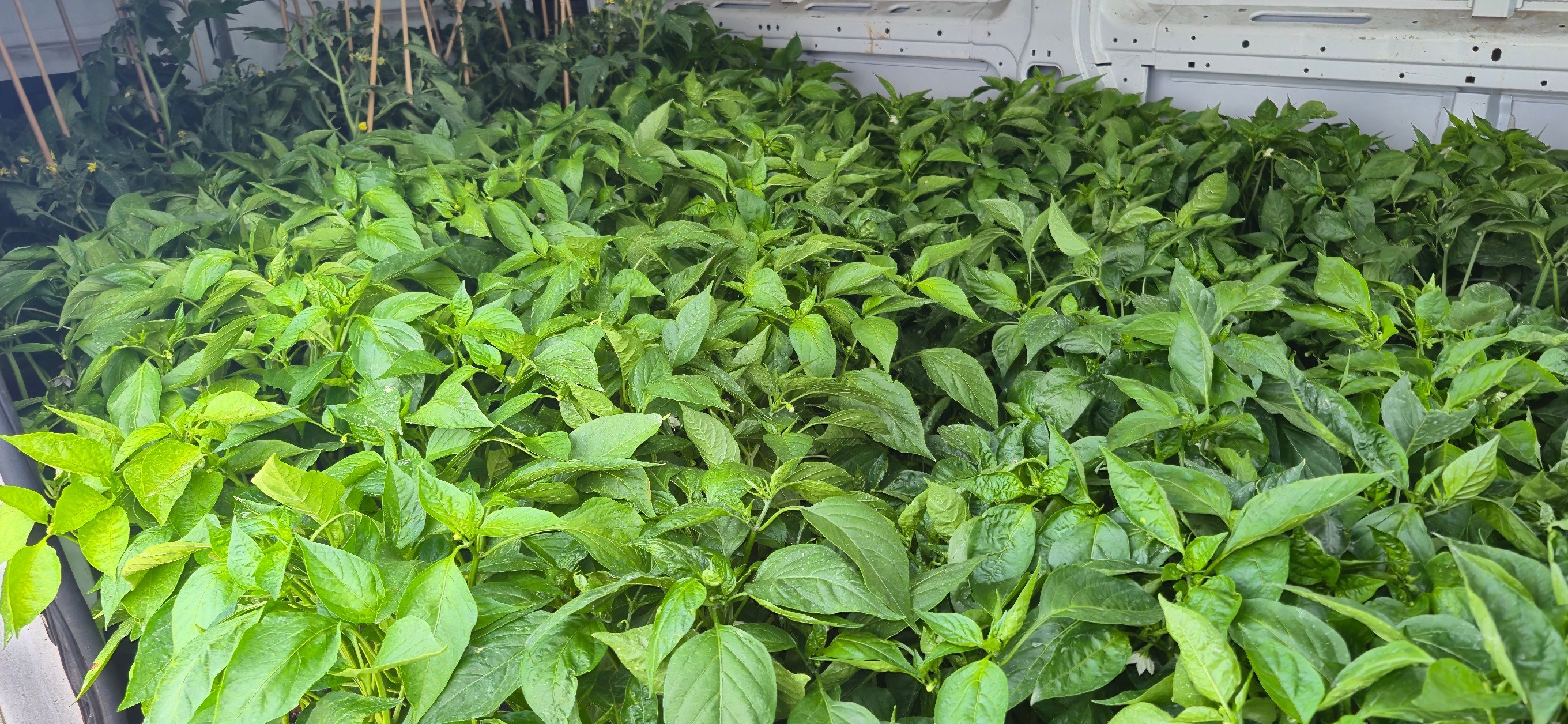 NOBLE ROOTS FRUIT TREE AND VEGETABLE PLANT SALE
