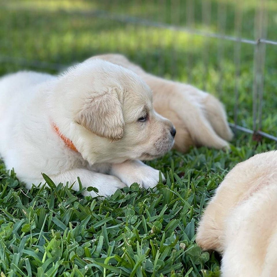 T-Bar Country Labrador Retrievers of Texas on Reels | Facebook