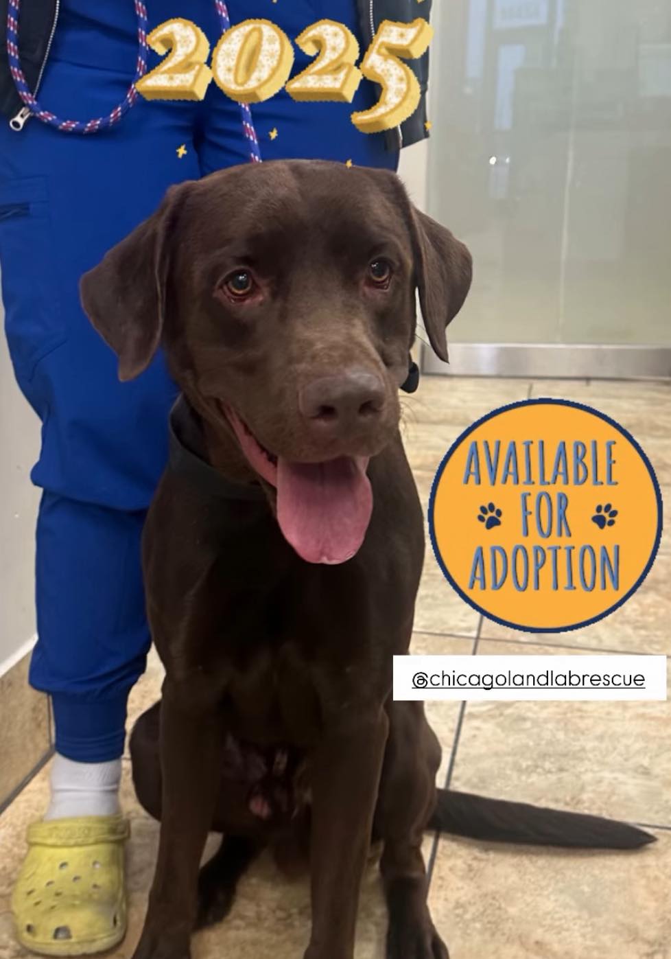 Meet Wally. He just arrived.... - Chicagoland Lab Rescue | Facebook