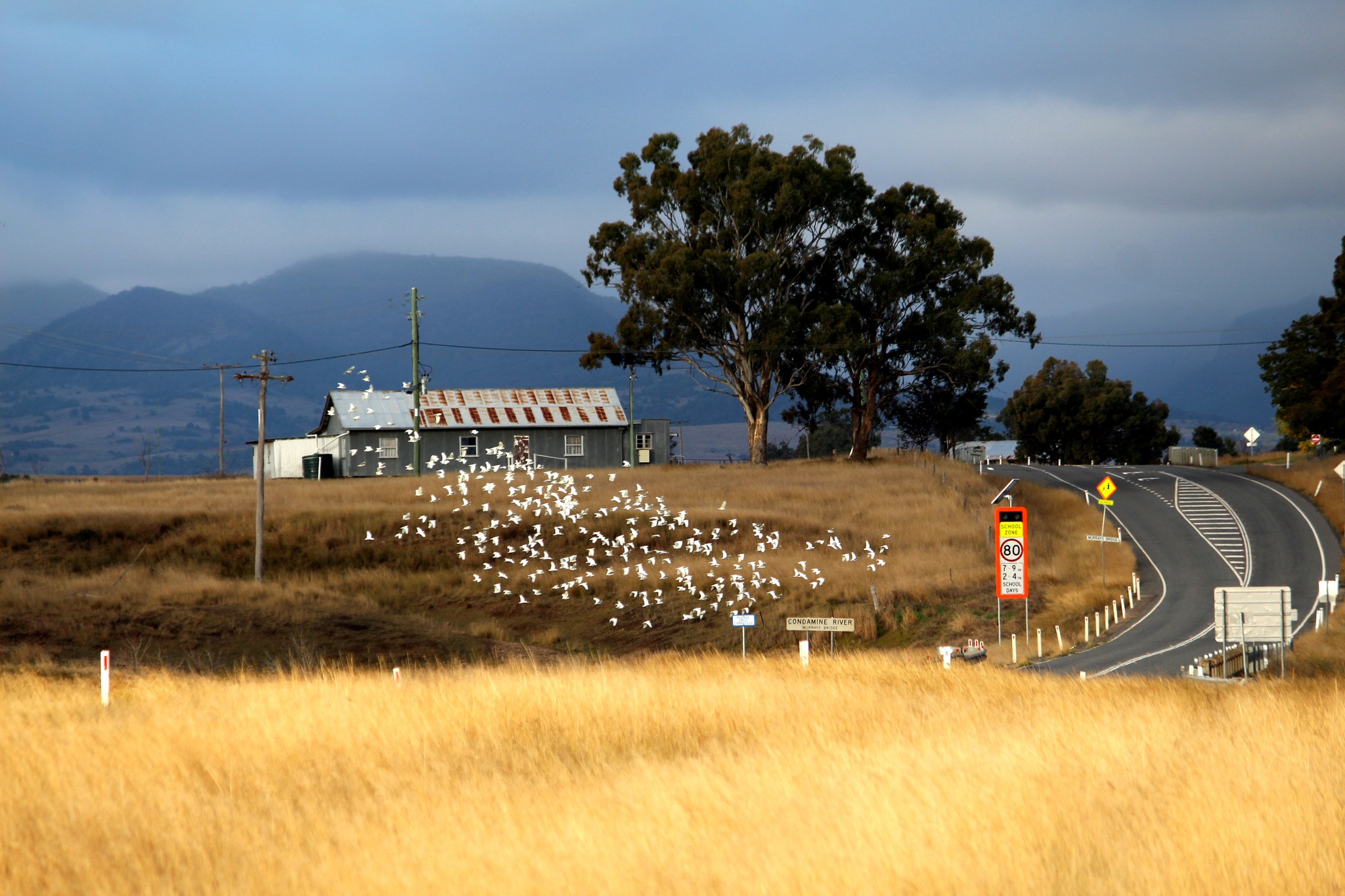 Environmental - The Warwick-Killarney Rd just near Murrays Bridge. As ...