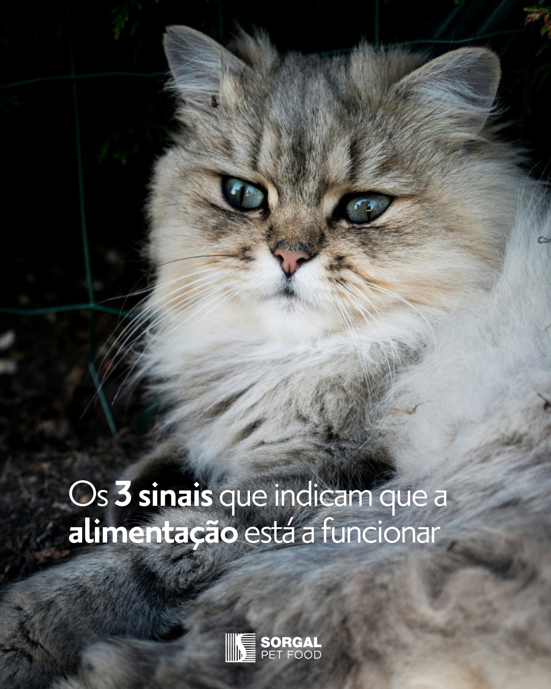 Sorgal Pet Food - Sorgal Pet Food added a new photo.