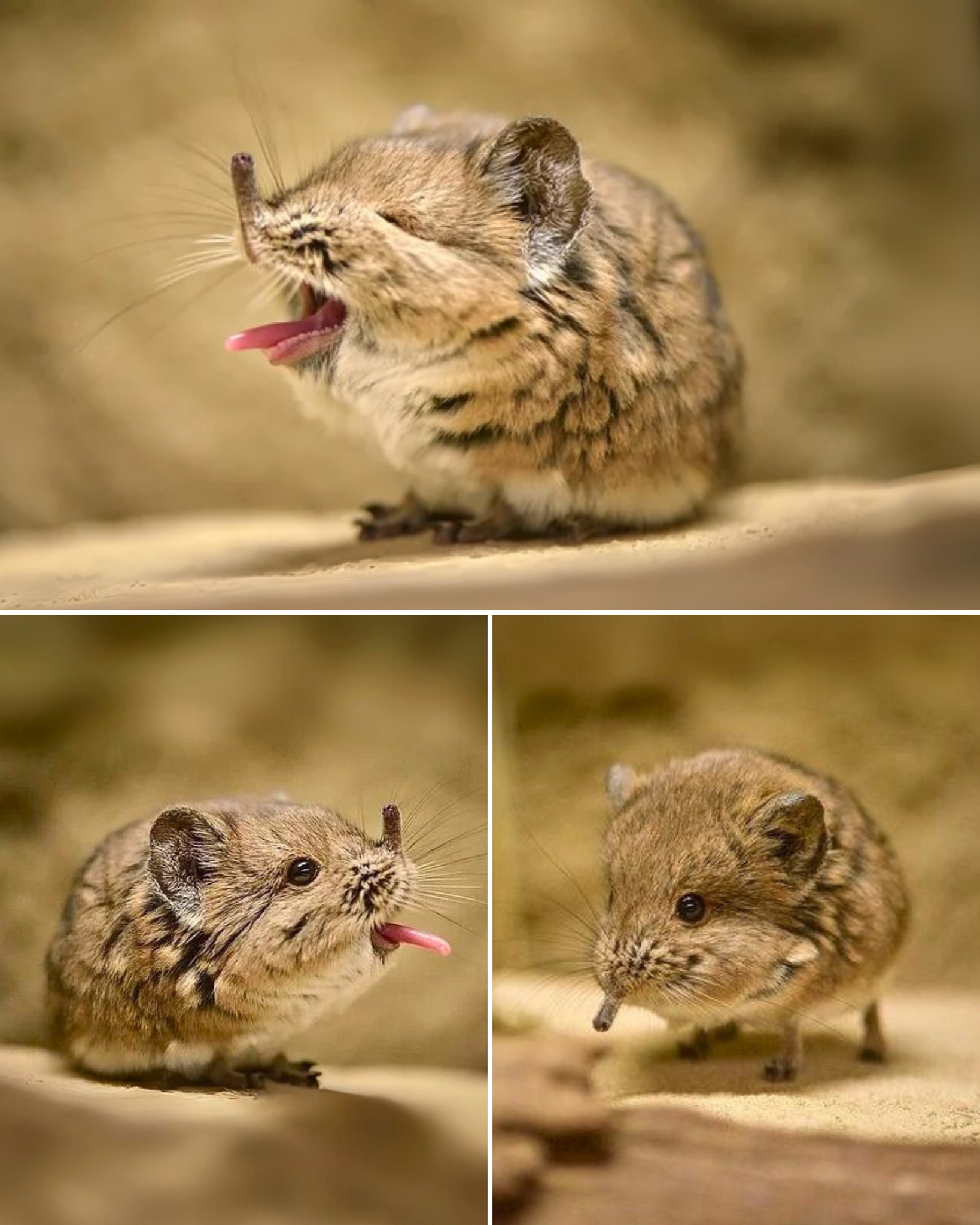Incredible - 🔥 This is an ELEPHANT SHREW — The Cutest Nose in the ...