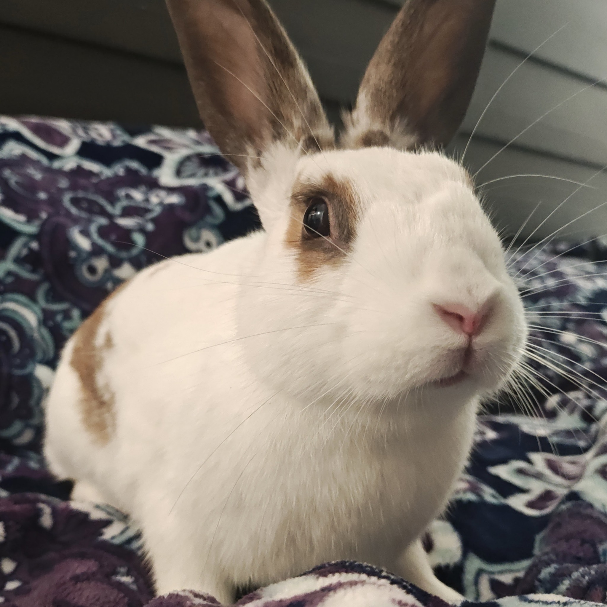 East Bay Rabbit Rescue | Livermore CA