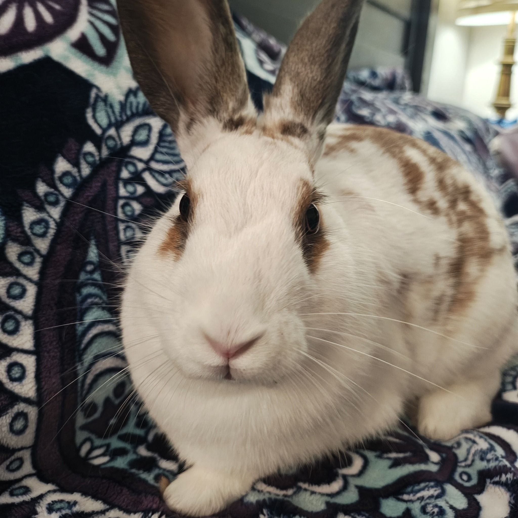 East Bay Rabbit Rescue | Livermore CA