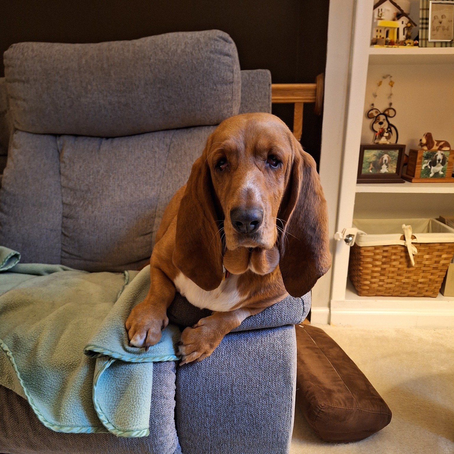 BROOD - Beautiful Autumn found her new forever home, just in time to ...