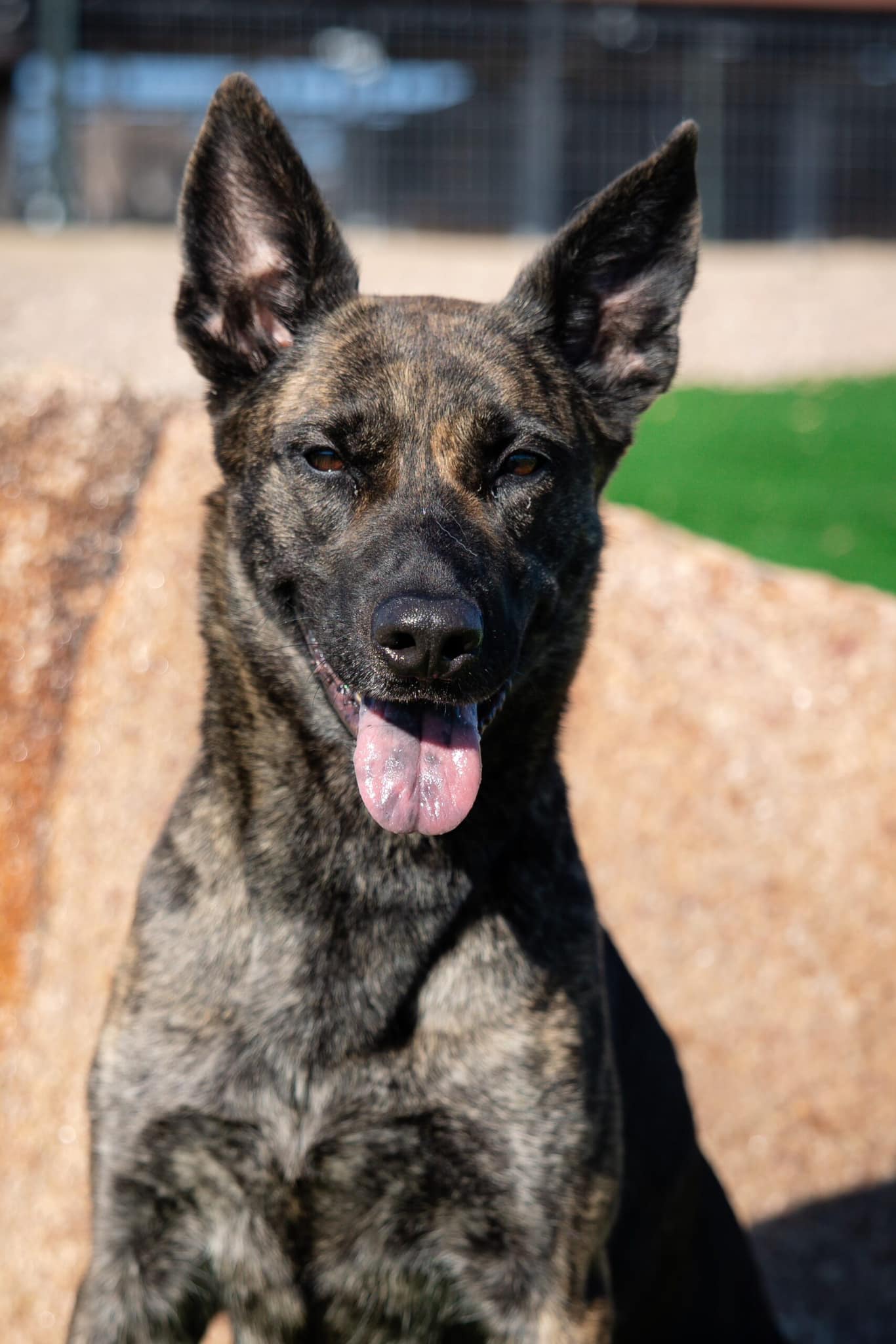 Command Dogs Protection Services