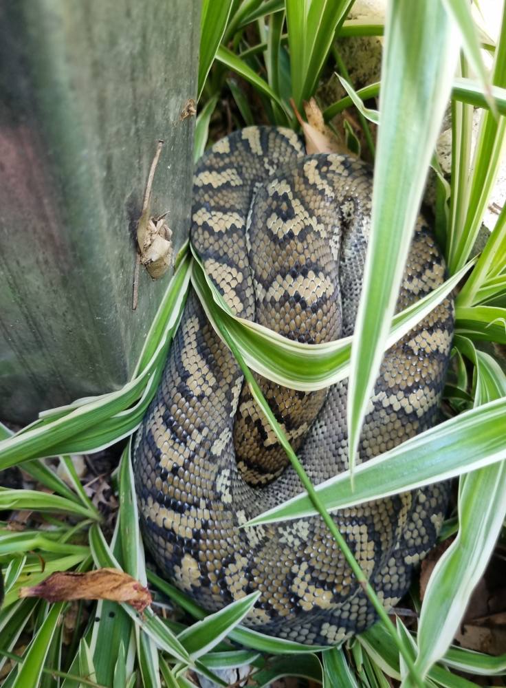 OzCapture Snake Relocations... - OzCapture Snake Relocations