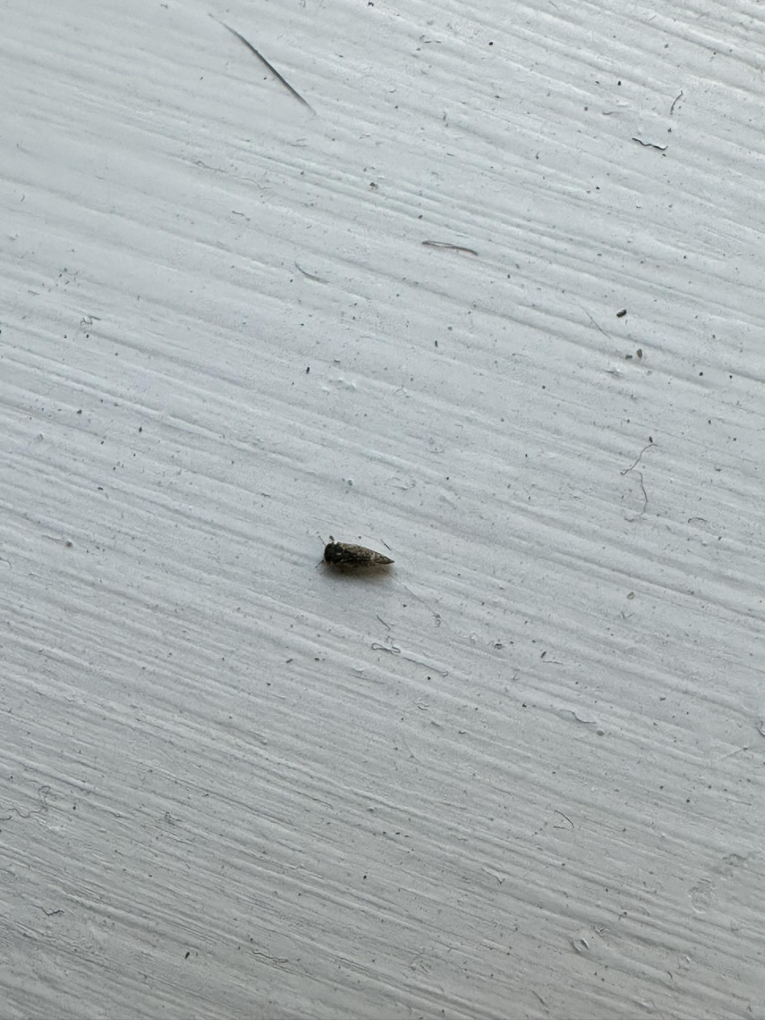 What kind of little bug is on my back door in Terry, MS?