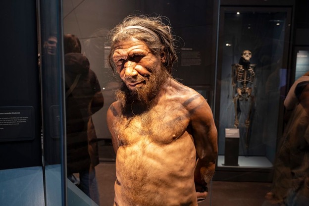 PNAS - A new study finds that genetic changes after the split from ...