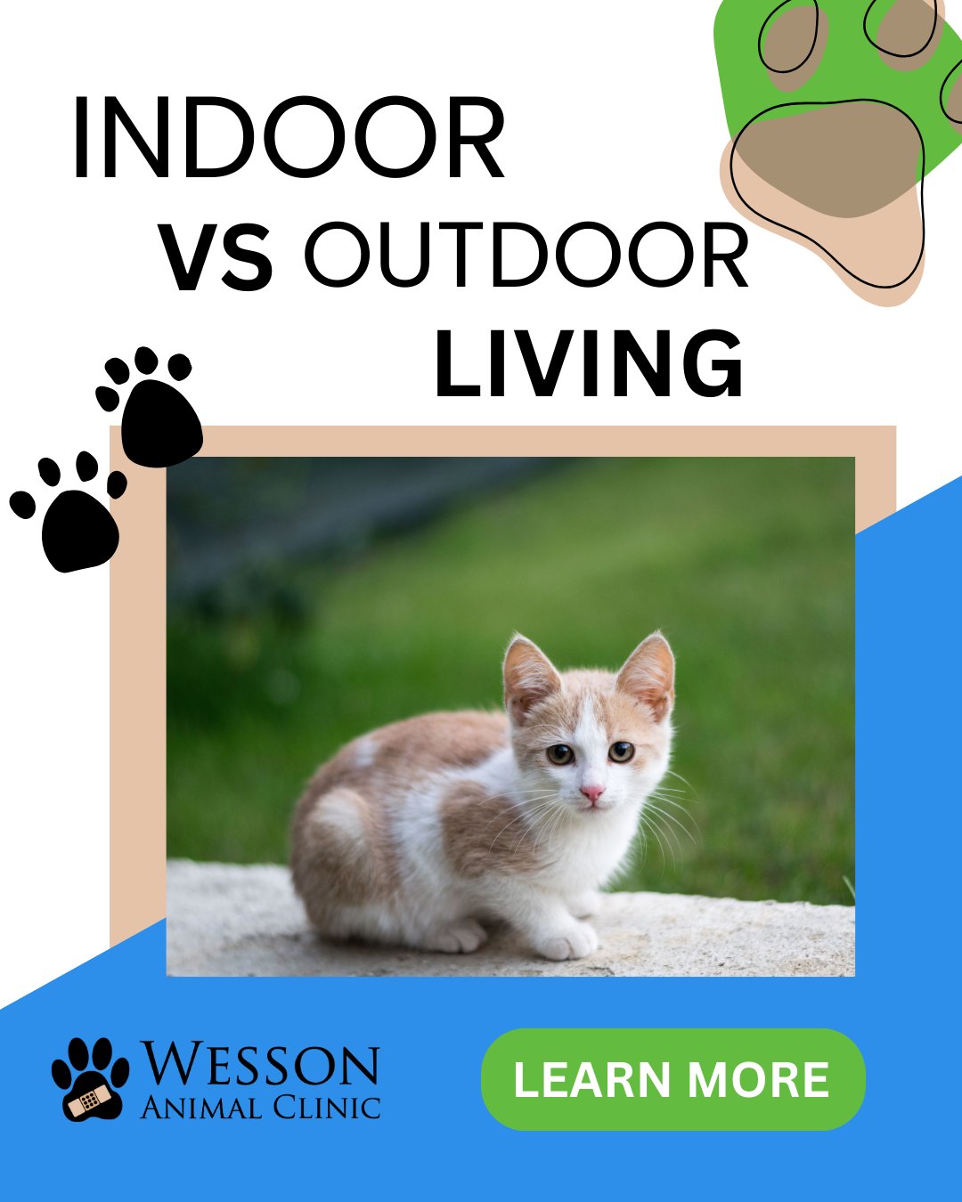 Did you know? Indoor cats typically... - Wesson Animal Clinic | Facebook
