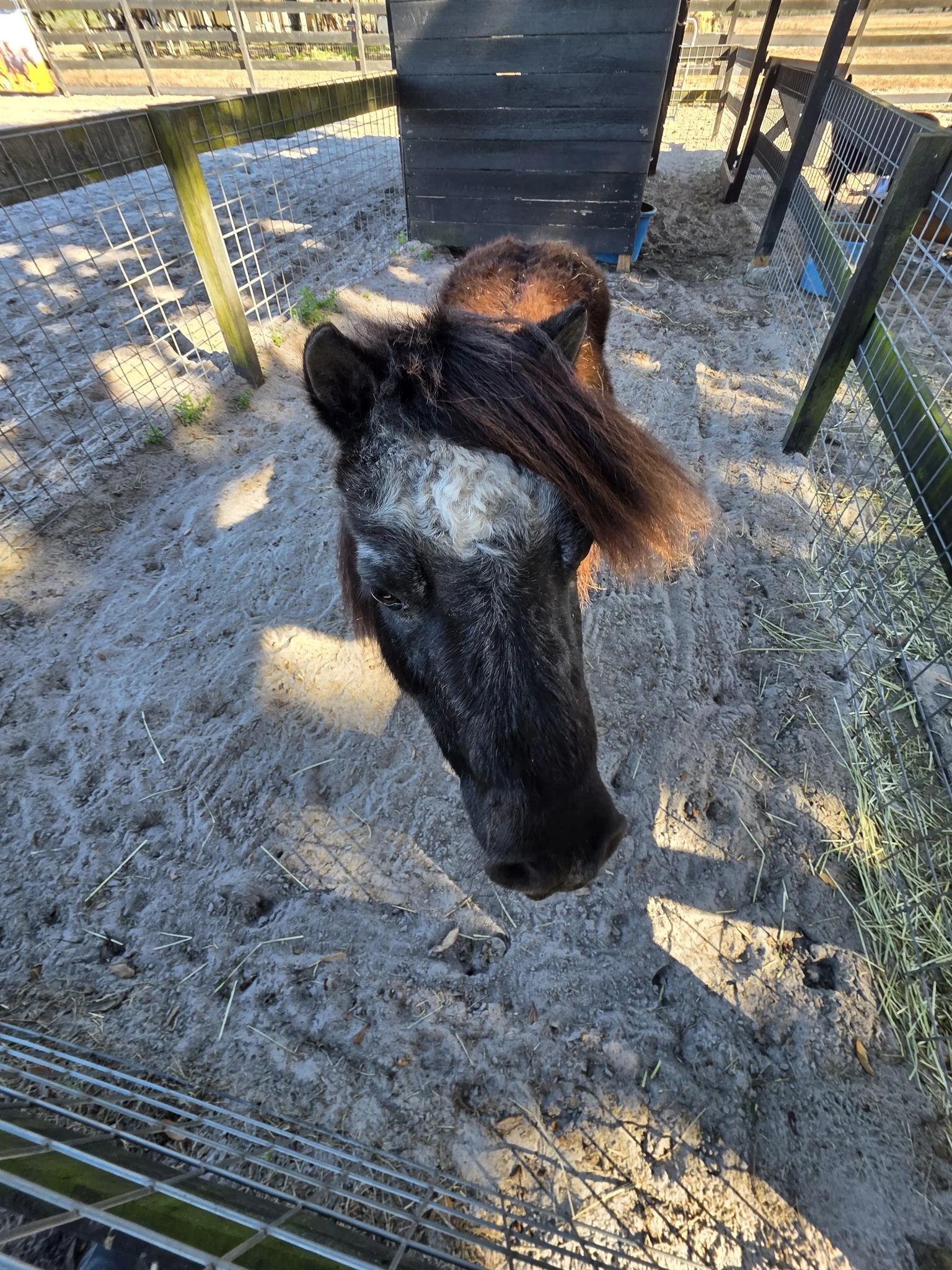 Hope Equine Rescue, Inc added a... - Hope Equine Rescue, Inc