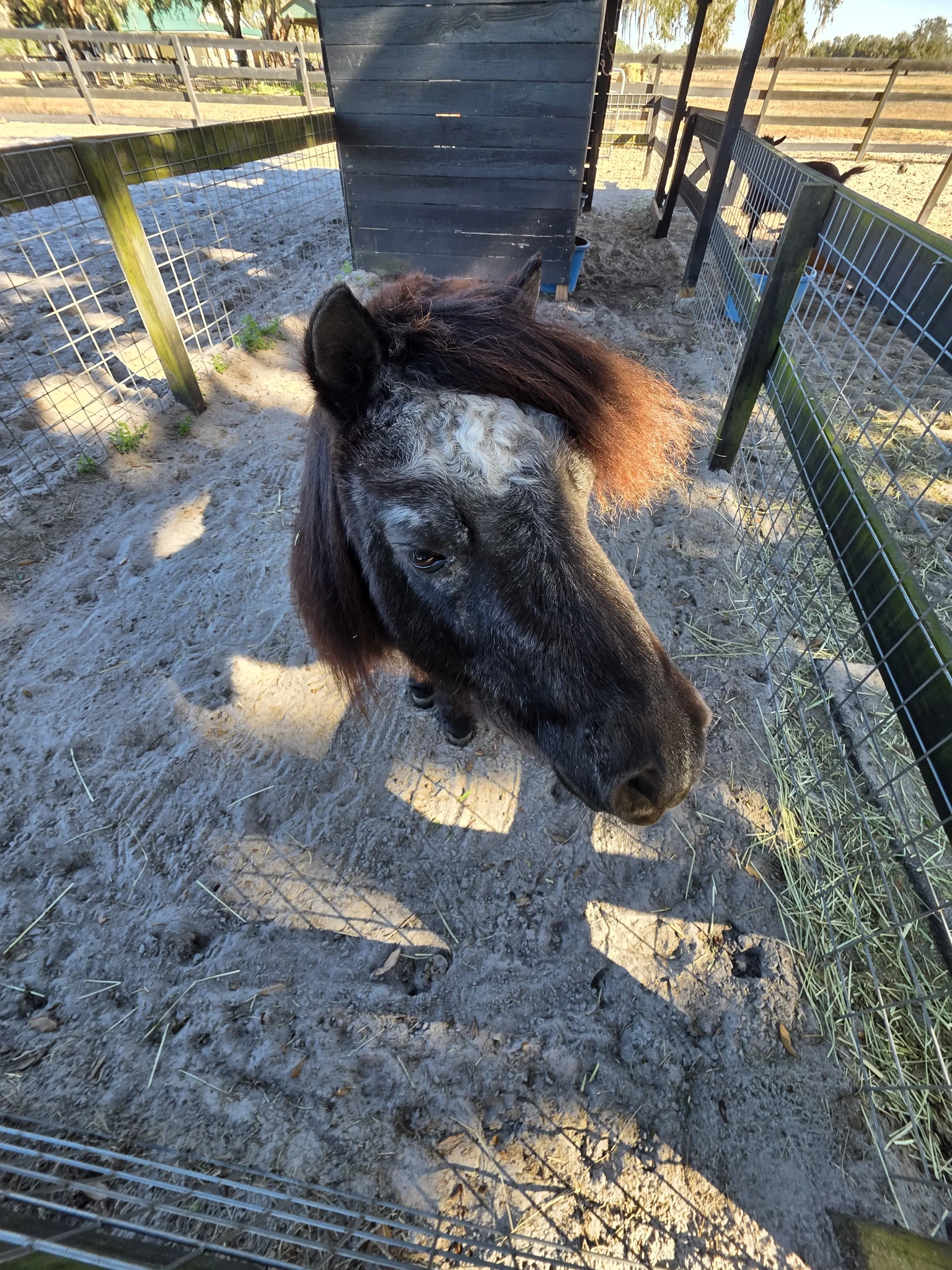 Hope Equine Rescue, Inc added a... - Hope Equine Rescue, Inc