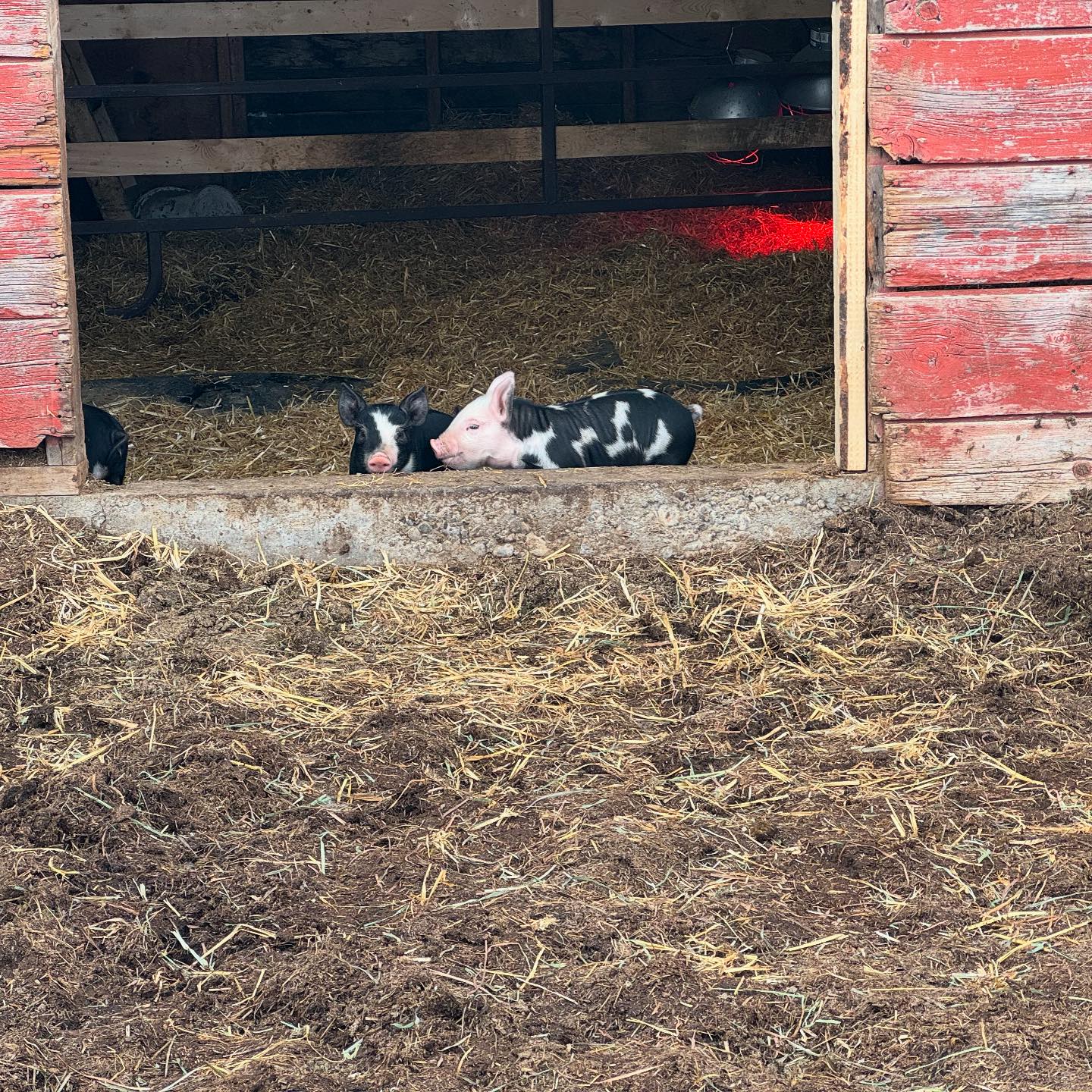 Blue Rein Ranch Counselling & Animal Assisted Therapy | Fort Macleod AB