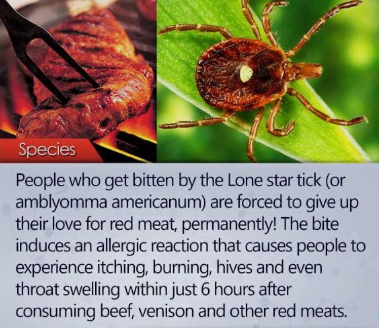 l carnitina im alergy to beef Be careful out there. The allergy red meat after a bite from a lone star tick is known as alpha gal syndrome Prunucis Liposomal Glutathione – digestion-and-detox Size:120 Vegetarian Capsules
