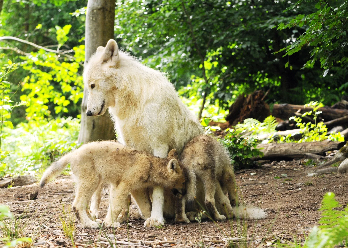 Wolfspark Werner Freund Merzig/Saar | Merzig