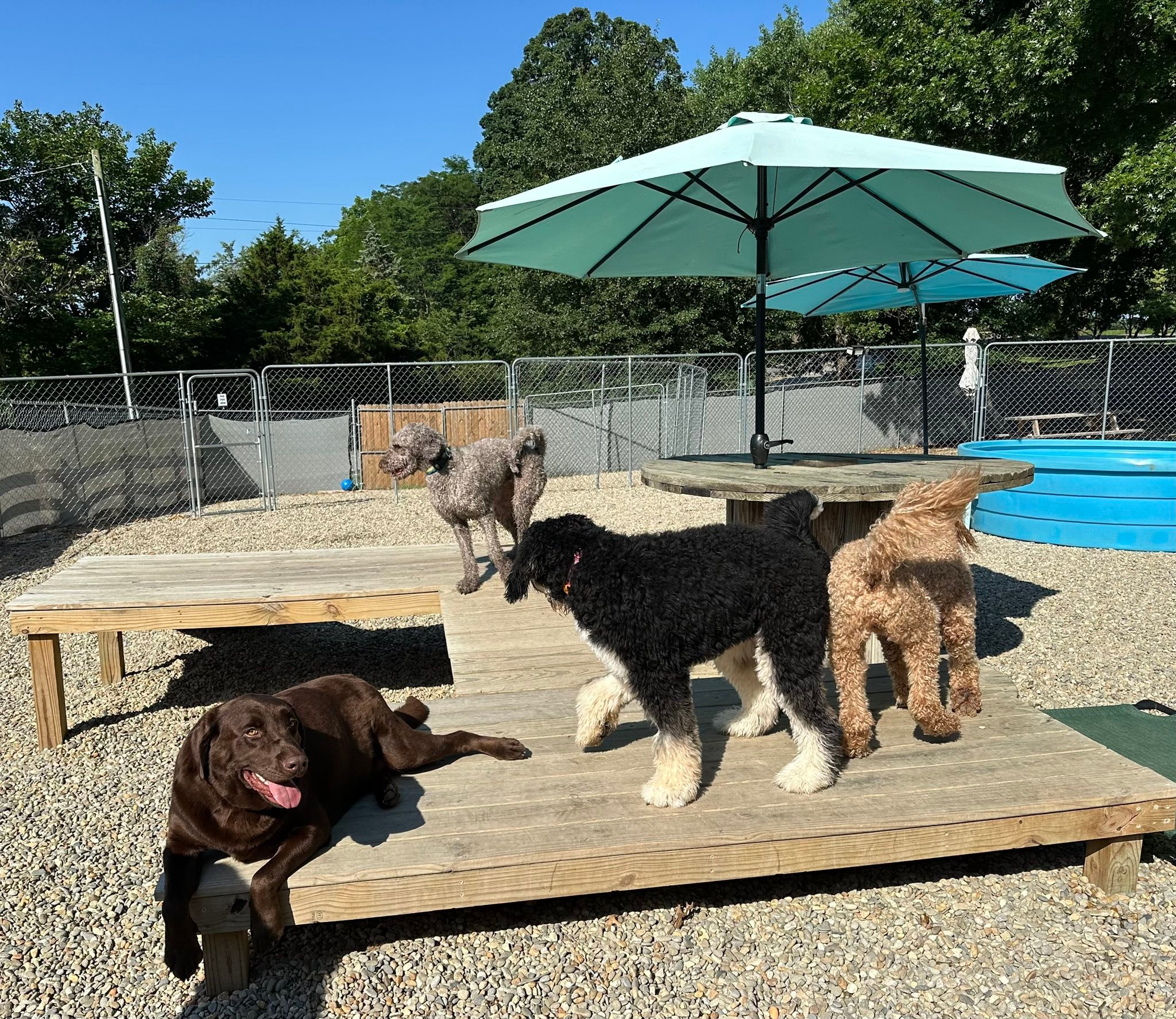 The RUFF Life Pet Resort | Morristown TN