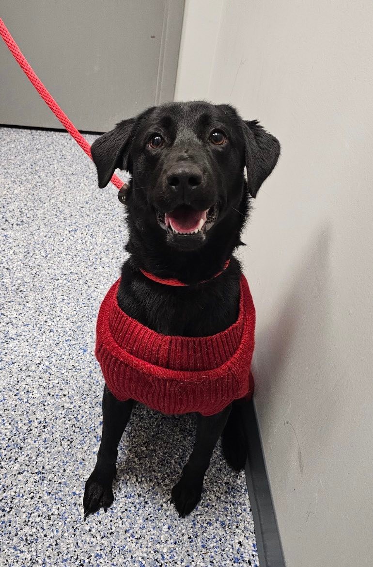 Join Melanie's journey to a... - Chicagoland Lab Rescue | Facebook