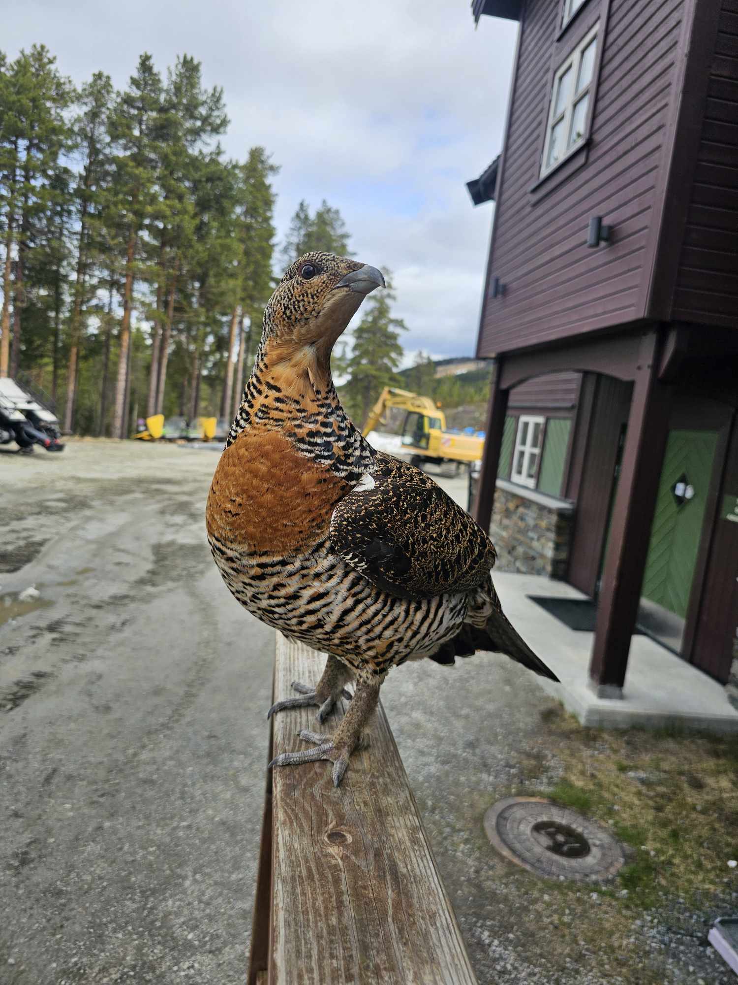 Hallingdølen - Ei røy kan vere så mangt, men denne røya her er av det ...