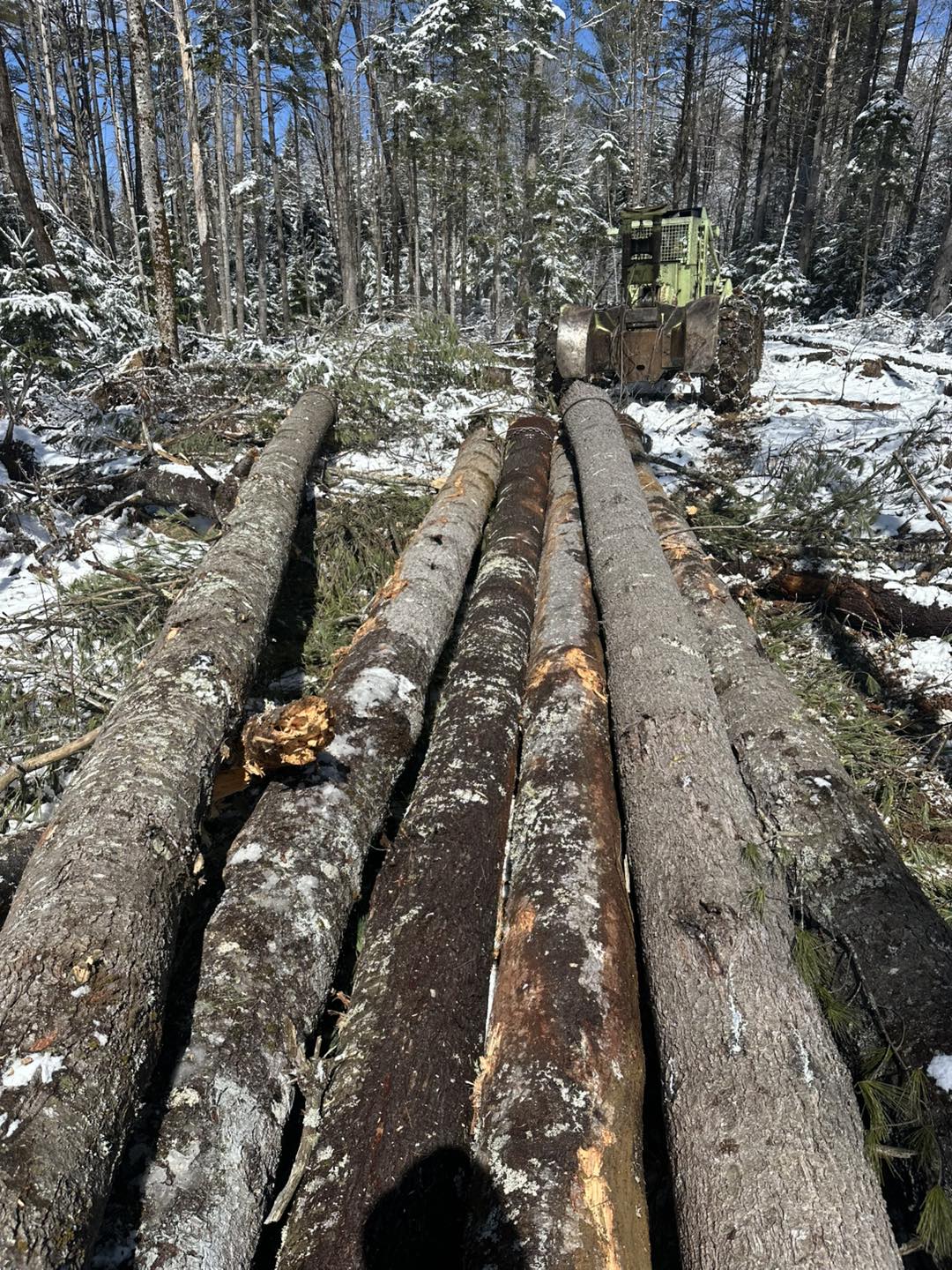 Rice Logging | Wellington ME