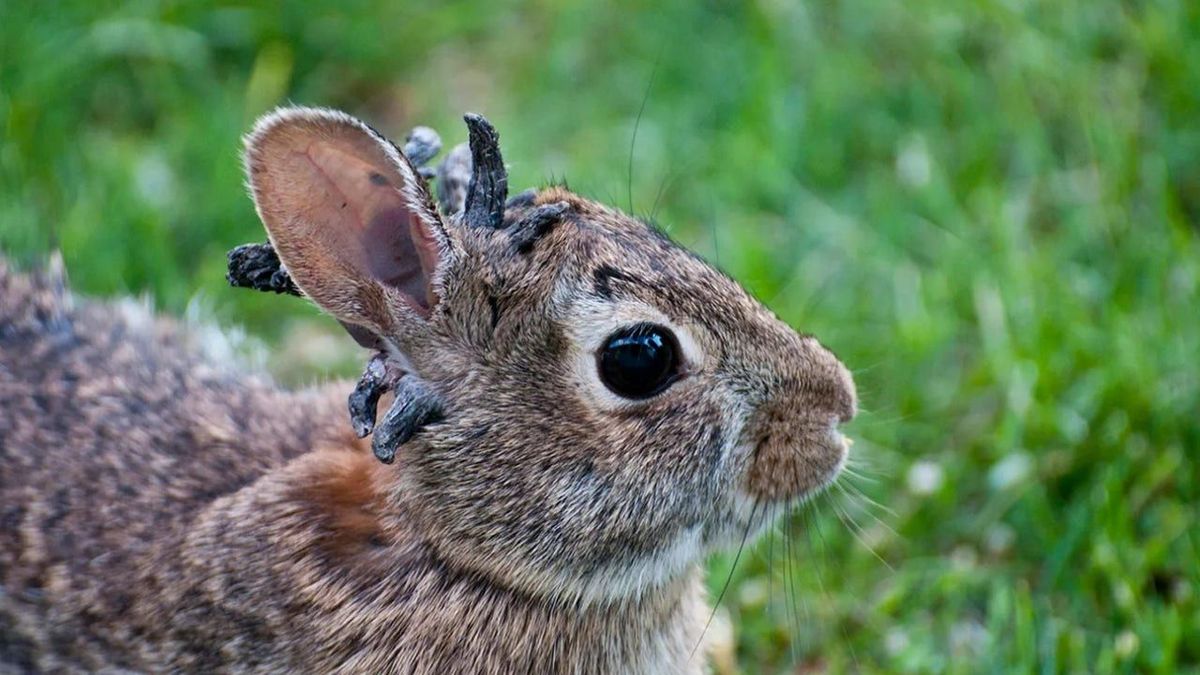 KTVU - Recently, some wild rabbits have been seen in the U.S. with ...