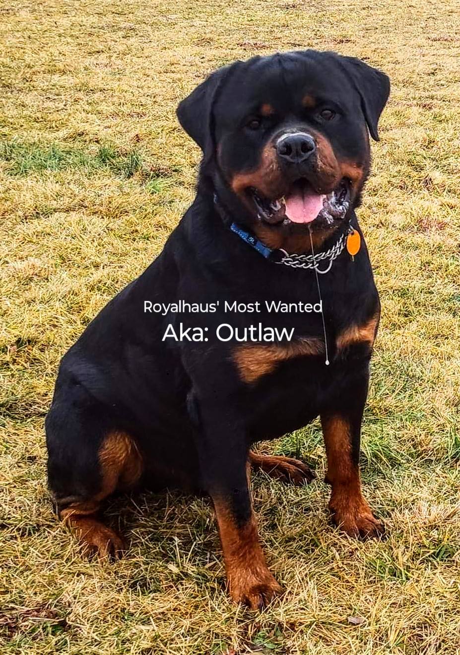 Royalhaus Rottweilers - Indiana | Boonville IN